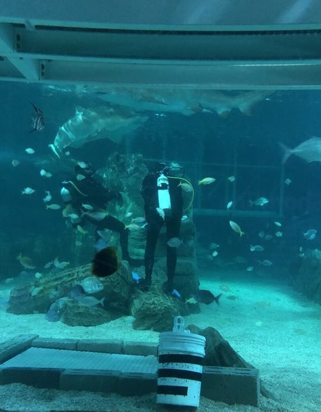 amandadivine art pornstar galleries