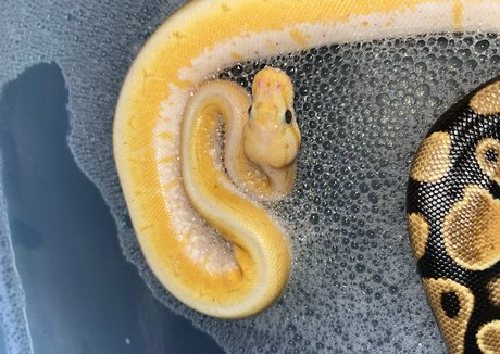 xmommy ghostface pretty star img