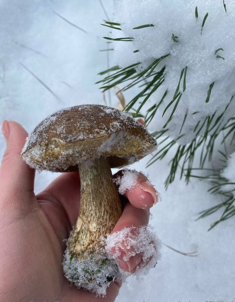 photopolli free pornstar photos