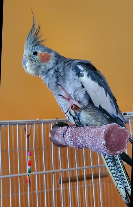 afaededsub Profile pic