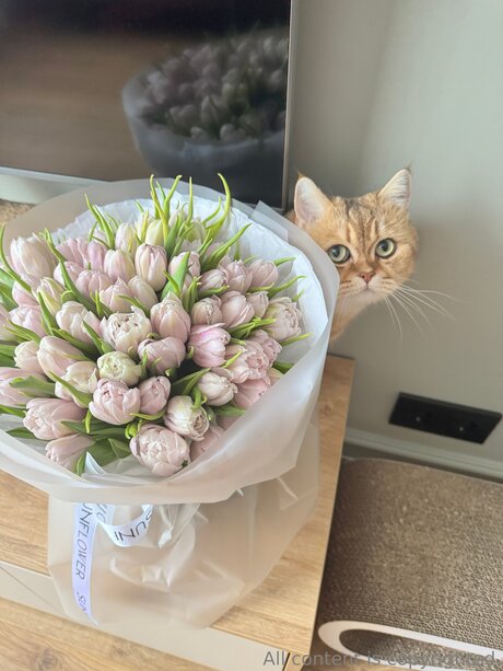 Celestiavex star beautiful images