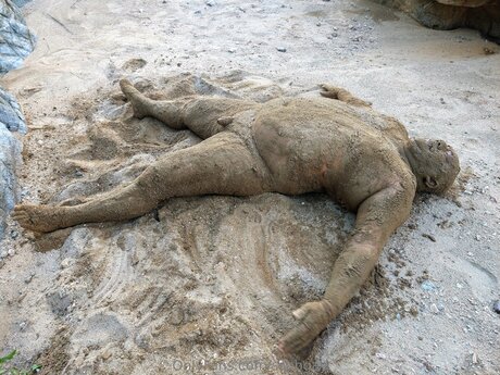 Ssbbgay star perfect galleries