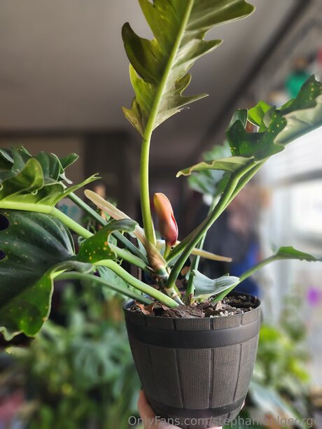 Stephanienlgeorge Profile pic