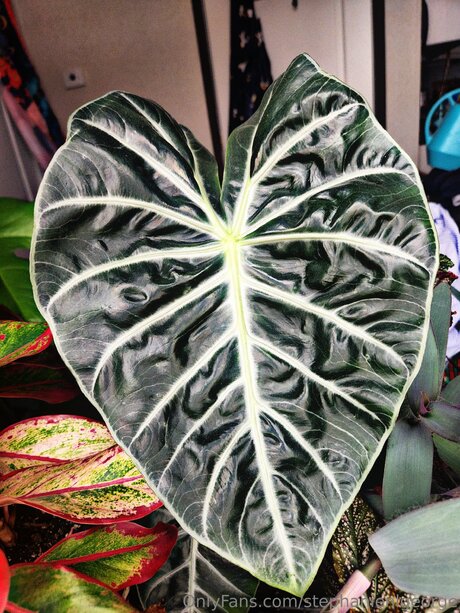 Stephanienlgeorge star picture