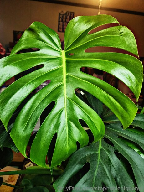 Stephanienlgeorge model hd pic