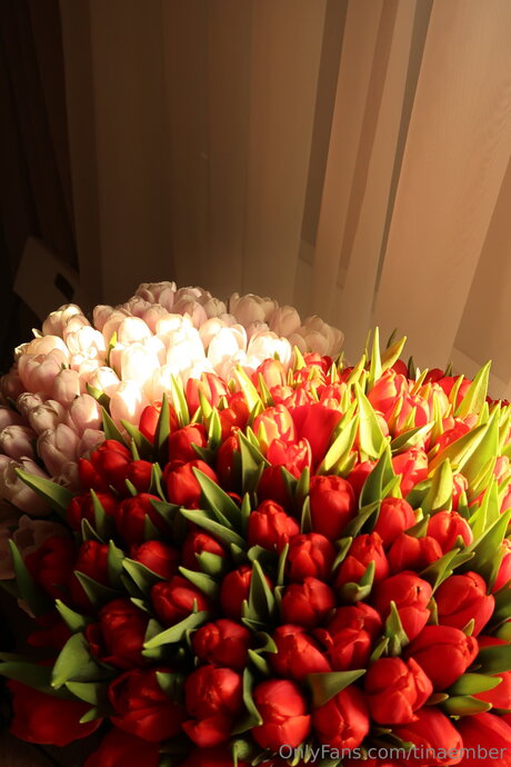 Tinaember beautiful pornstar img