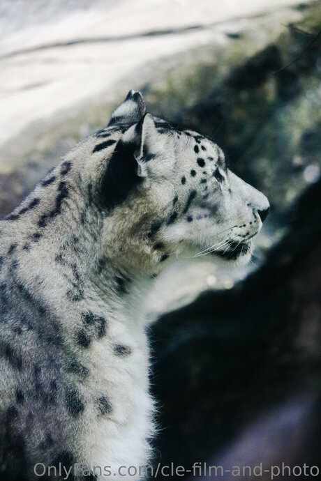 Cle Film And Photo pornstar perfect gallery