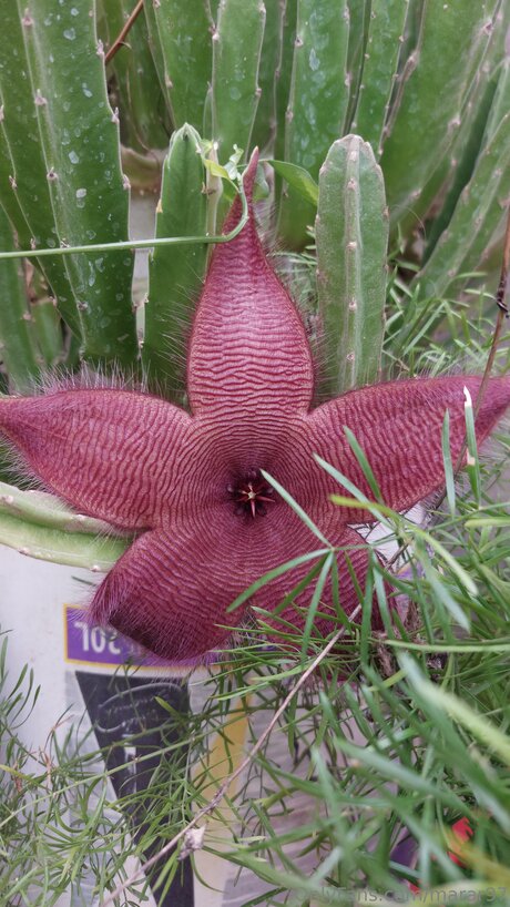 Marar97 porn model archive