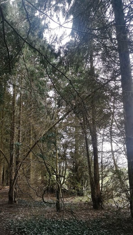 the kitty amore star free pics