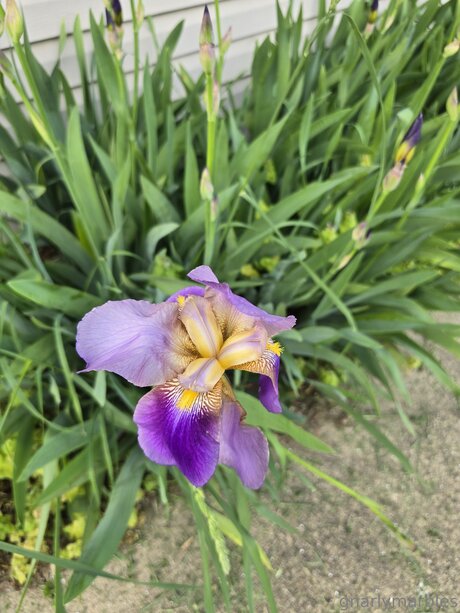 Gnarlymarbles porn model picture