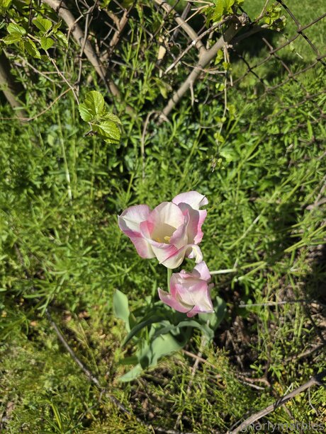 Gnarlymarbles hd actress images