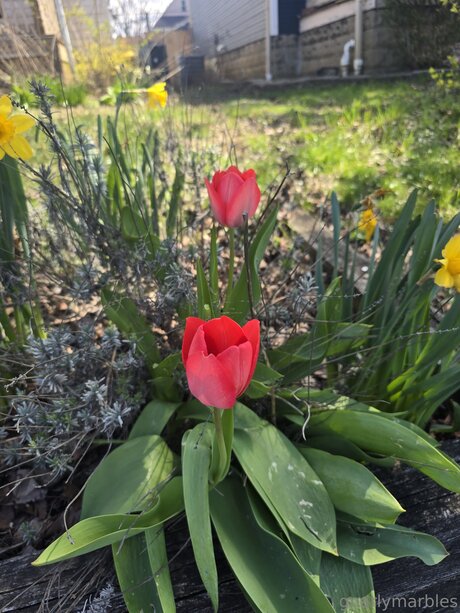 Gnarlymarbles model sexy img