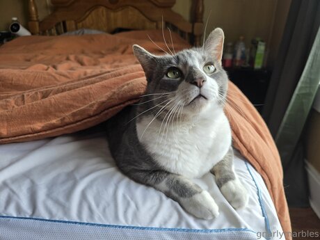 Gnarlymarbles pornstar adult images