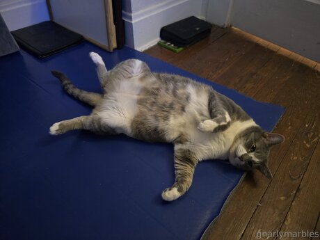 Gnarlymarbles star gallery