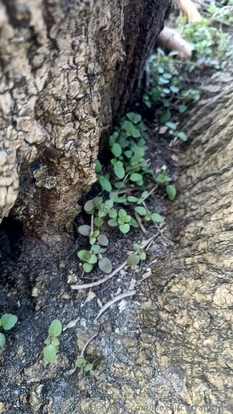 Alexbitchcraft4free pretty model images