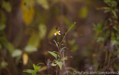 zoeykatexo2 pornstar sex images