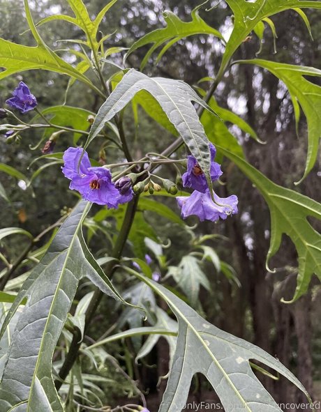 janey uncovered star nudes pics