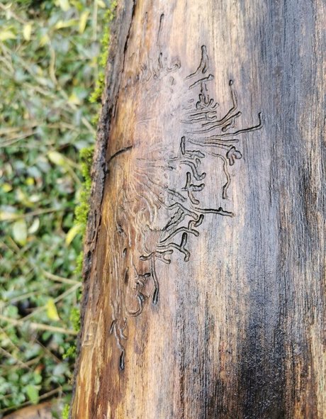 ginger kitty onlyfans art porn img