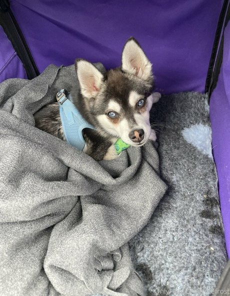 Adeline Frost adult model picture