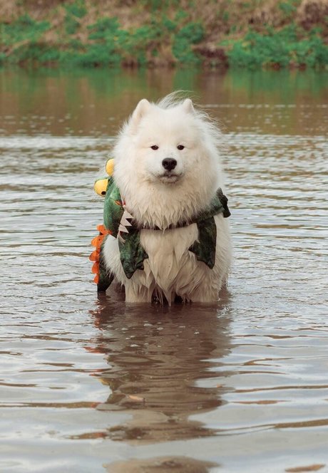 Okicospi hot model pictures