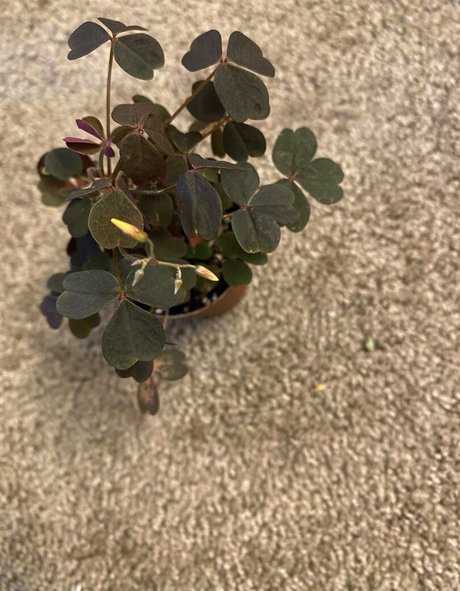 HoneyThorne free star images