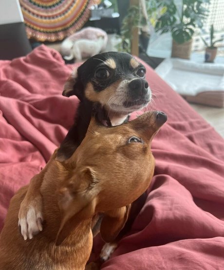 Suki Jade model free image