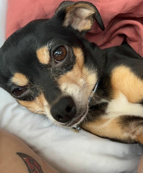 Suki Jade pornstar xxx pic