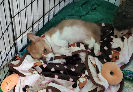 sonjahaze model hot image