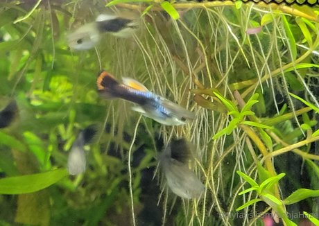 sonjahaze best actress pictures