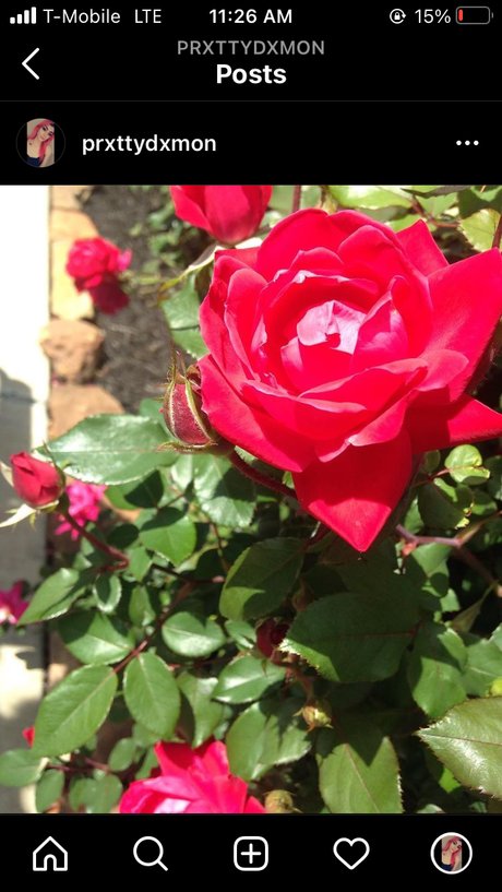 Prxtty xxx star gallery