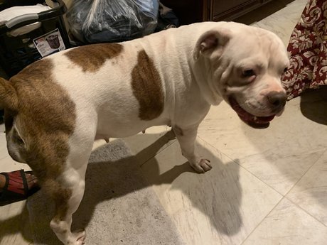 The Megalodon XL top star pictures