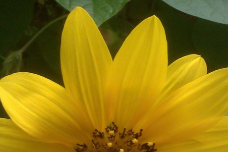 Mo Mouse82 high quality pornstar pic