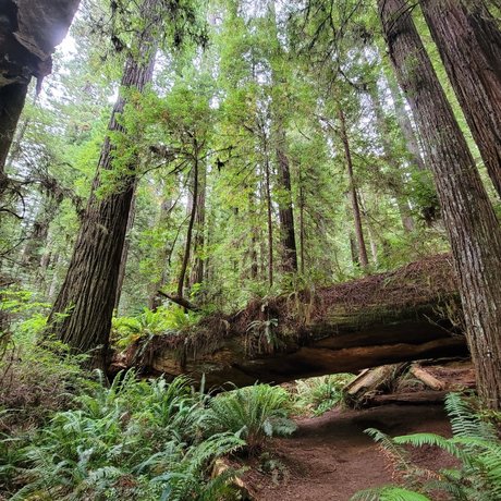 Mister Micah RN adult actress image