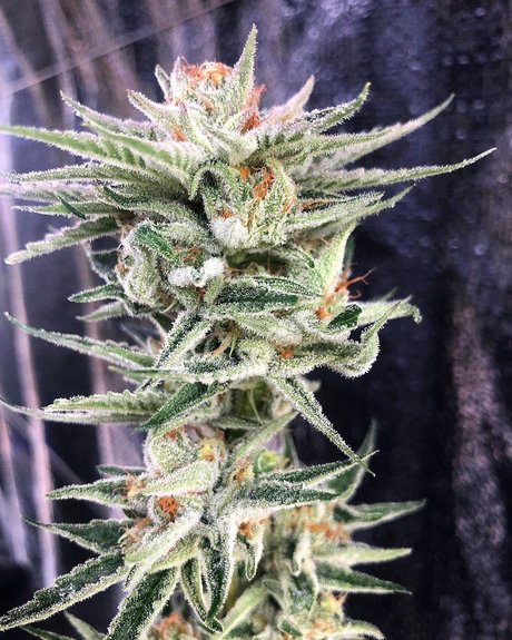 Narlee star nude pictures