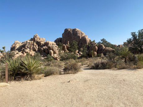 Shorty LL pornstar perfect images