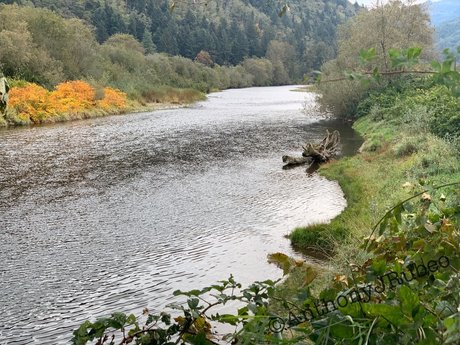 Northwest Cowboy Casanova star xxx image