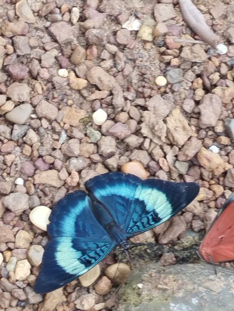 Niyin sex actress pics