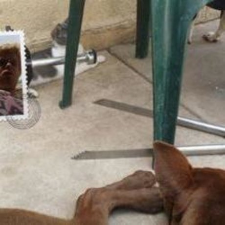 Dustin Menchue nice pornstar gallery