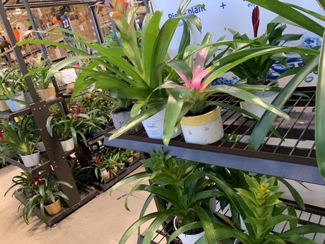 Bill Bigsby star hd photo