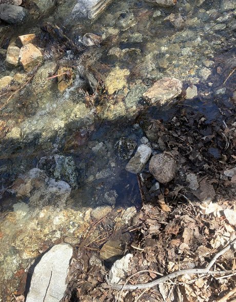 Queen of Curves nude pornstar pic