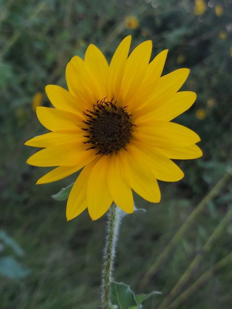 Mari1007 star adult img