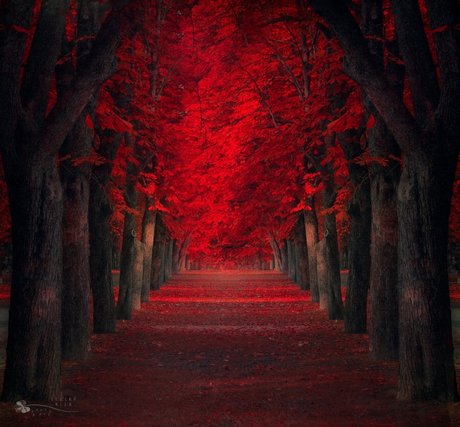 Random Aussie model free images