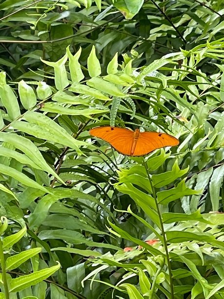 Frescia star sex image