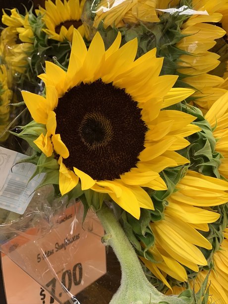 Anistasia Verel perfect pornstar img