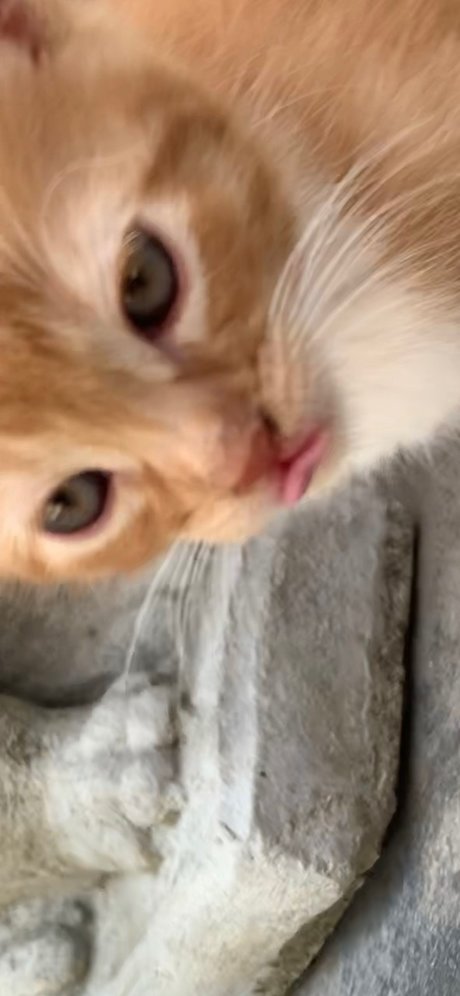 Isaac Gonzalez sexy pornstar archive