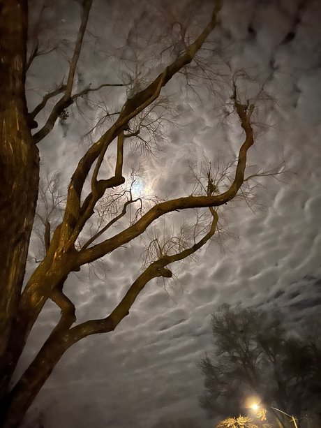 LDG free star photos