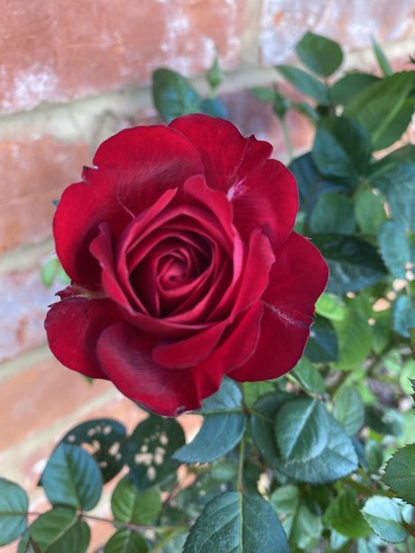 Gardeningtips pornstar nude pic