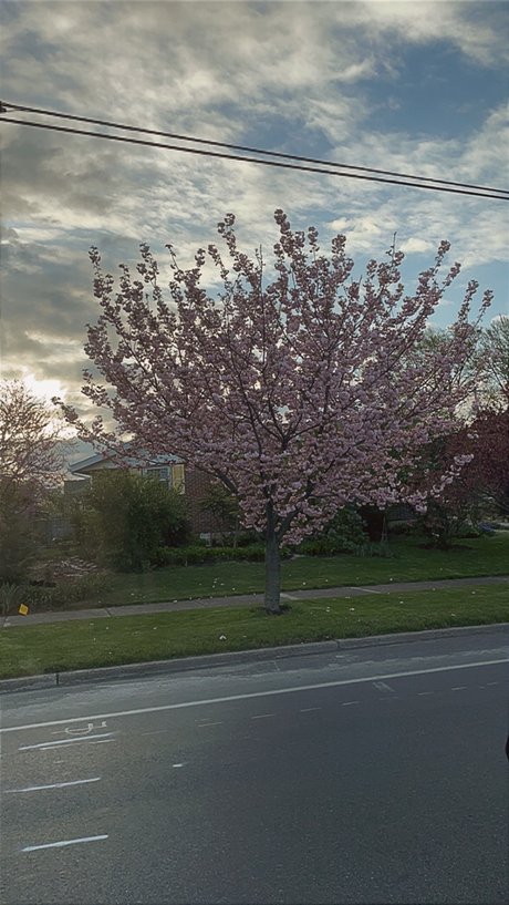 Mbaby star perfect picture