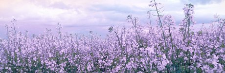 mimichuu star free picture