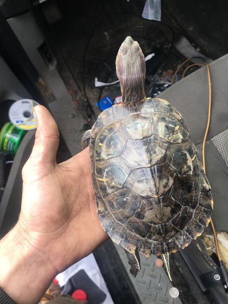 Stev o model high quality pictures